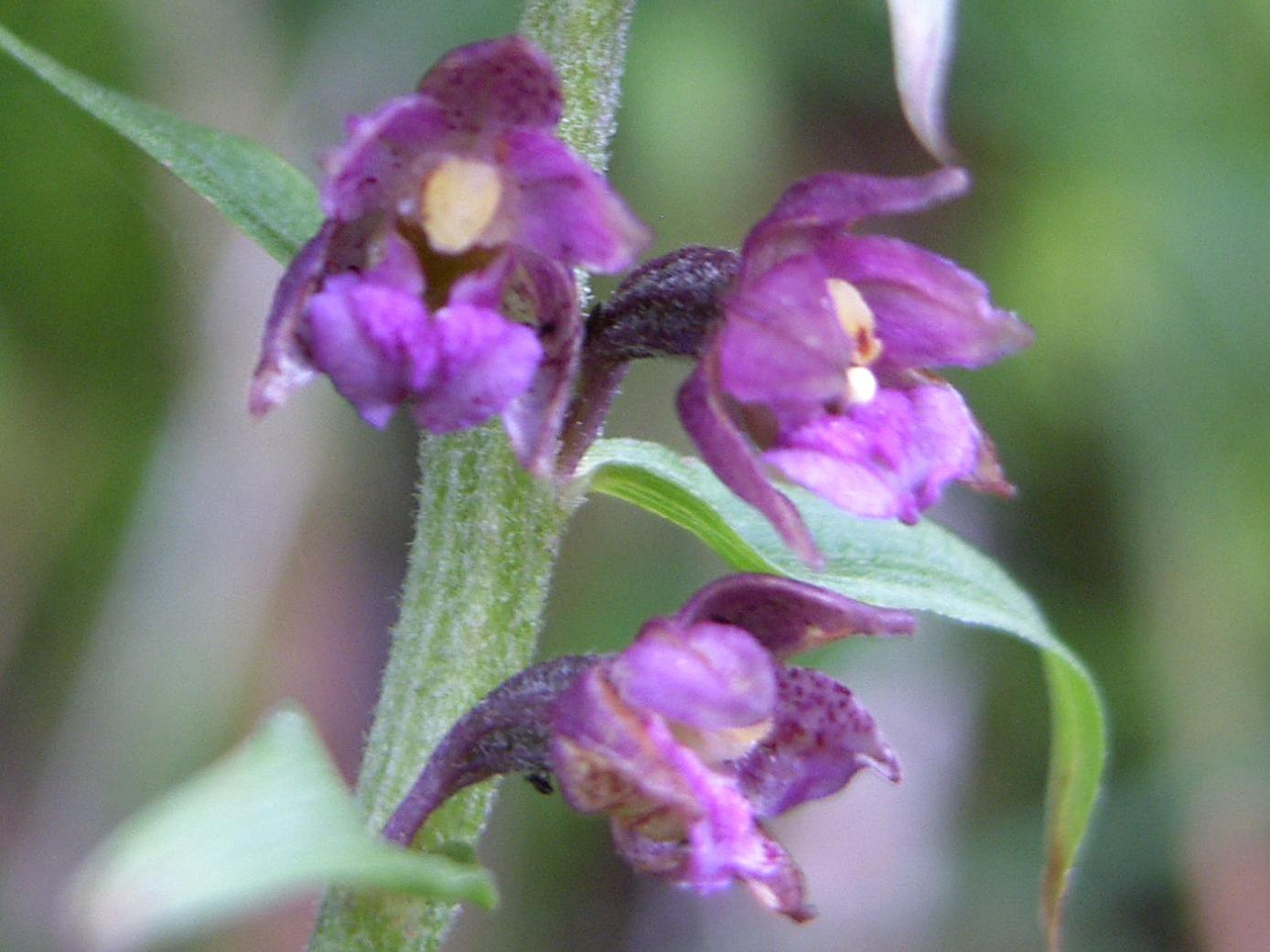 Epipactis 2: viridiflora?